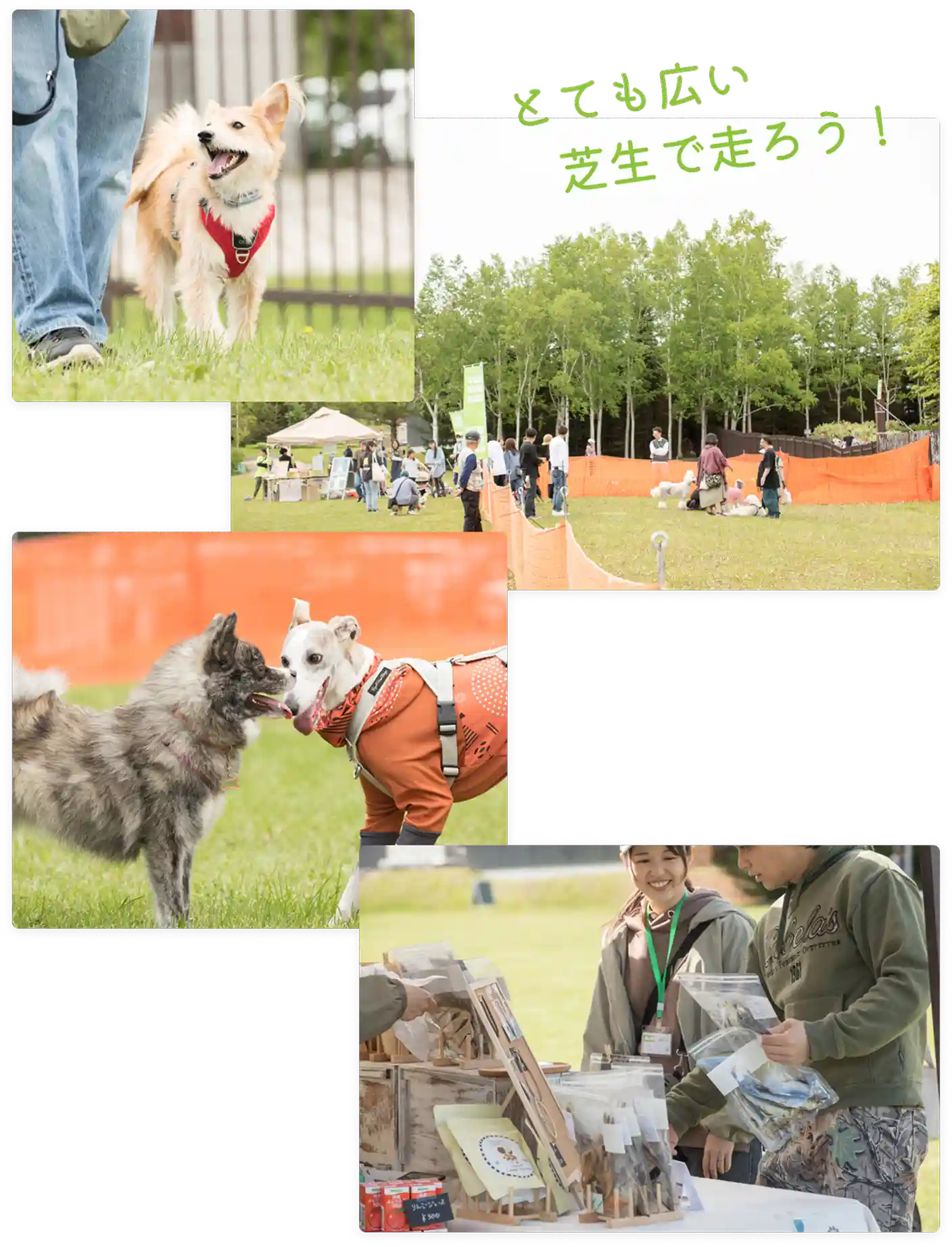 北海道ドッグフェスタ イメージ