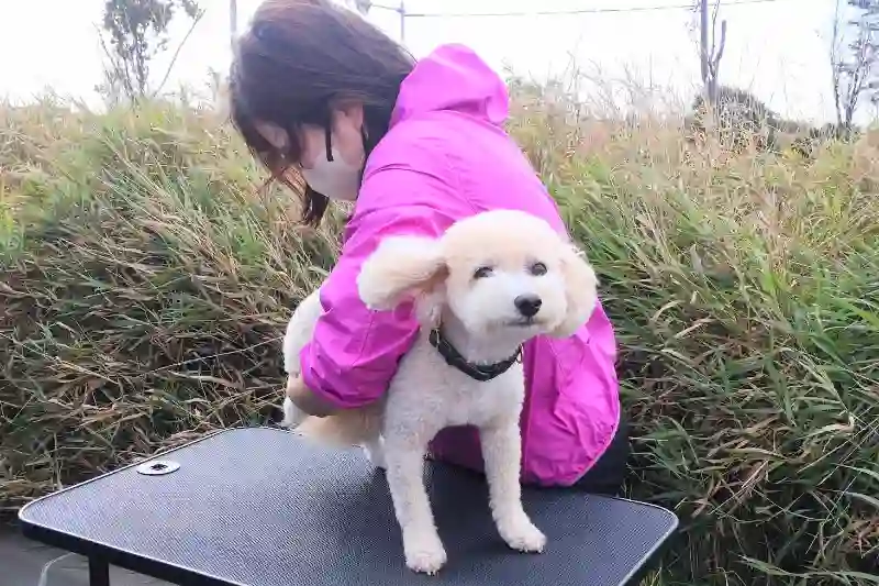 出張ドッグライフケア B-toswanのメイン画像