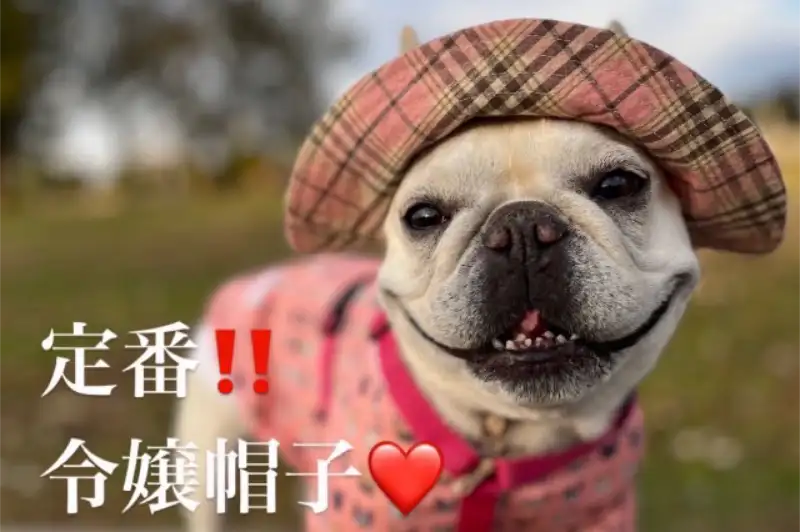 犬の帽子屋 美豚のメイン画像