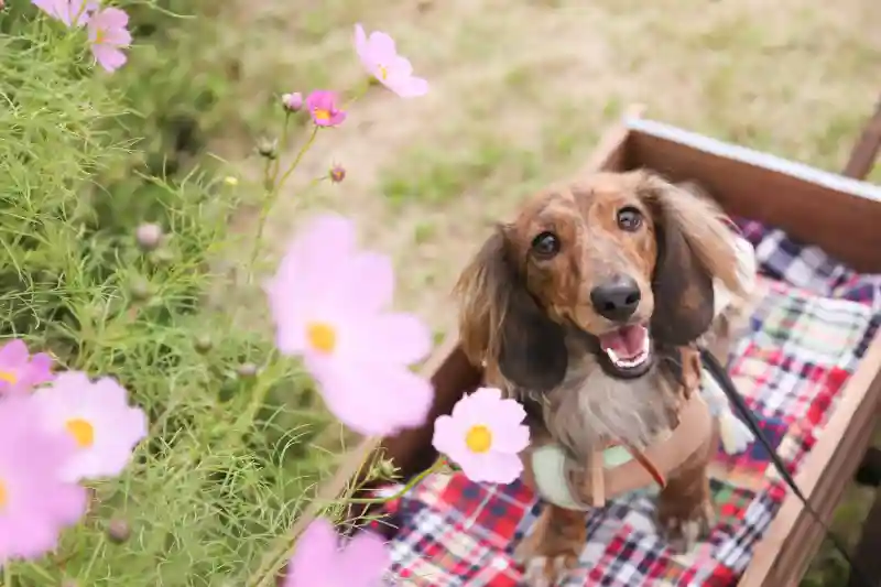 スタジオフォトキッズ THE DOGGYのメイン画像