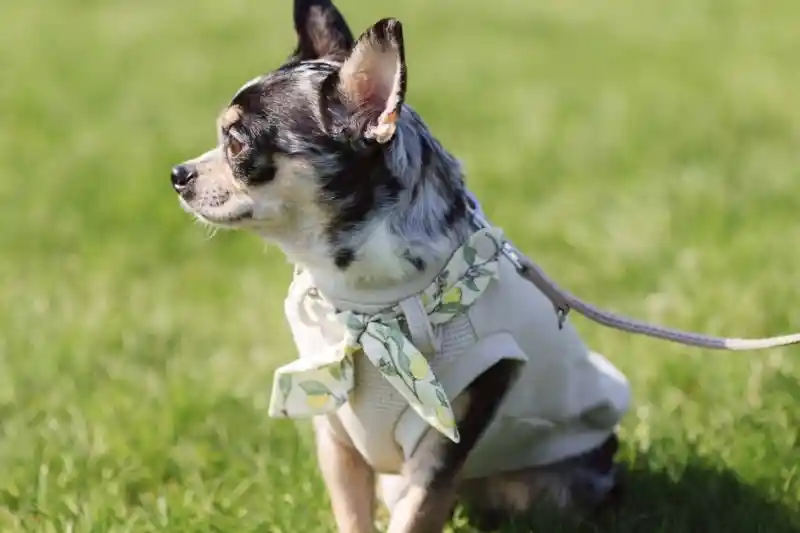 Kicsiのメイン画像