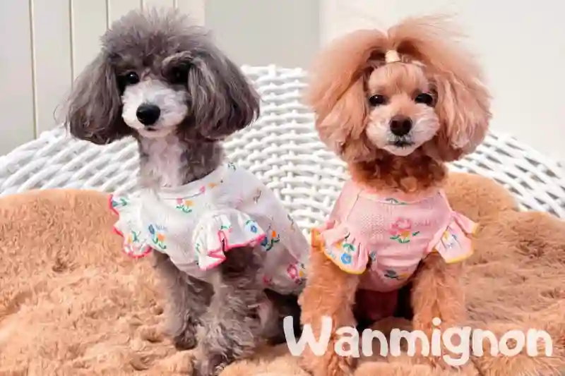 Wanmignonのメイン画像