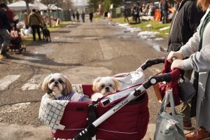 北海道ドッグマルシェinえこりん村